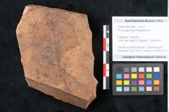 Foto (Objekt + Etikett) von Ficus sagoriana Ettingshausen (NHMW-GEO-2024-0188-7982)